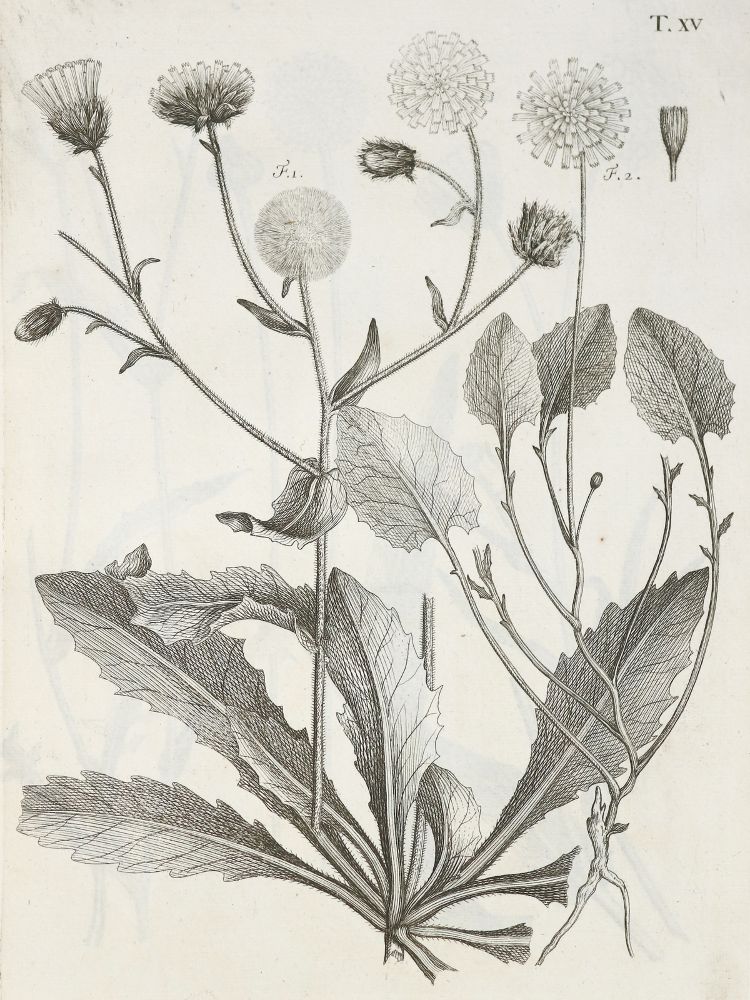 Große Abbildung Nr.10: 140-1766 Allioni,C.: (Botanik, Piemont)