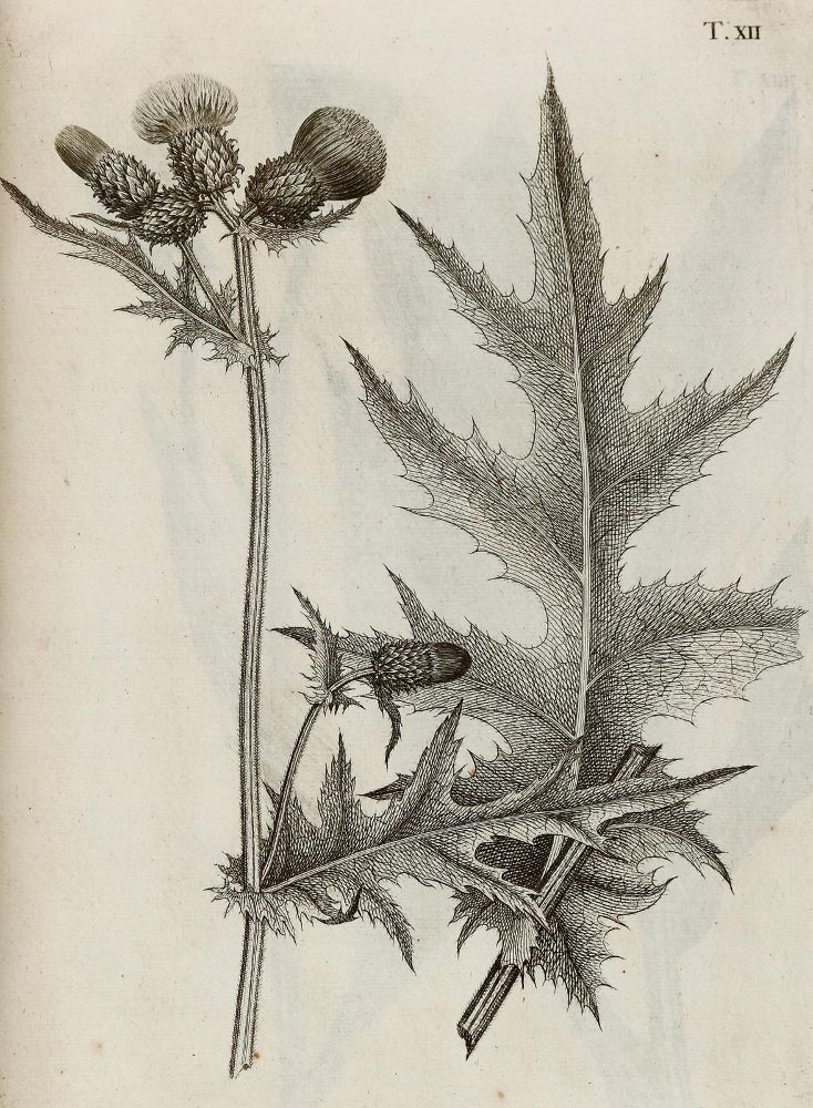 Große Abbildung Nr.12: 140-1766 Allioni,C.: (Botanik, Piemont)