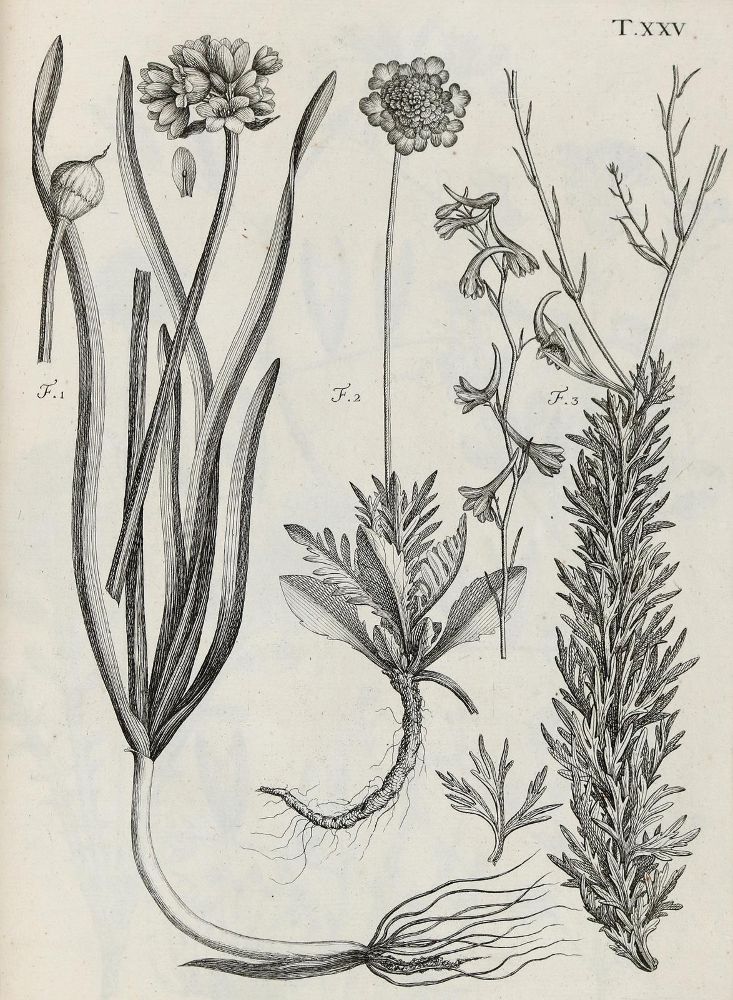 Große Abbildung Nr.14: 140-1766 Allioni,C.: (Botanik, Piemont)