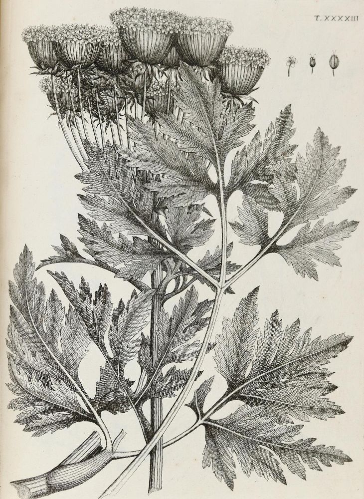 Große Abbildung Nr.16: 140-1766 Allioni,C.: (Botanik, Piemont)
