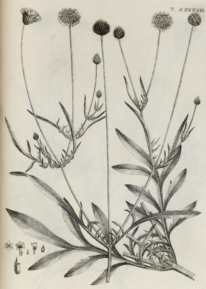 Große Abbildung Nr.17: 140-1766 Allioni,C.: (Botanik, Piemont)