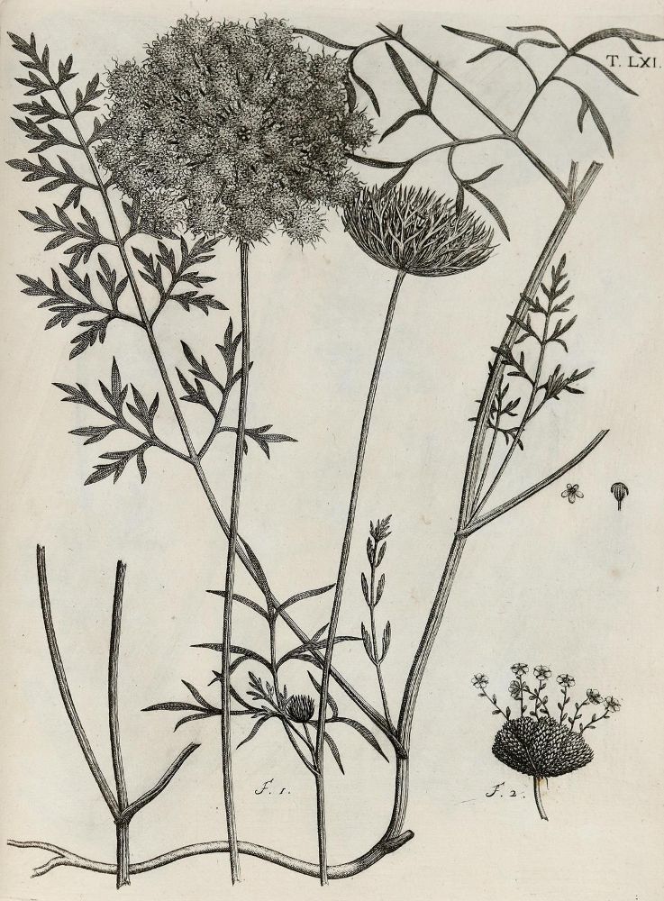 Große Abbildung Nr.18: 140-1766 Allioni,C.: (Botanik, Piemont)
