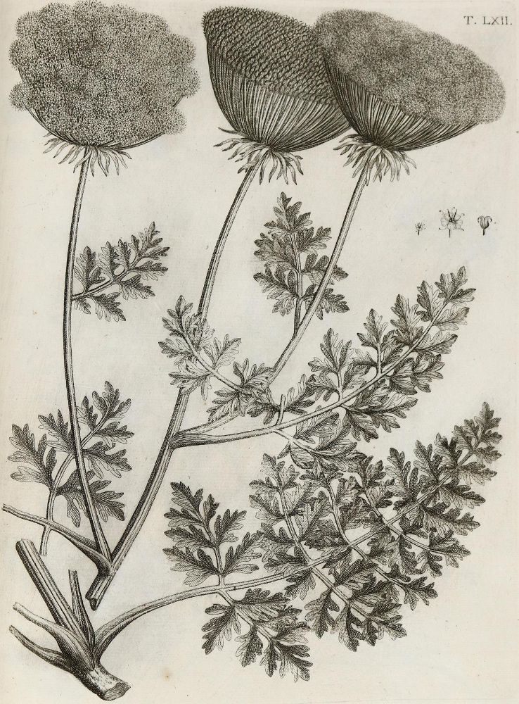 Große Abbildung Nr.19: 140-1766 Allioni,C.: (Botanik, Piemont)