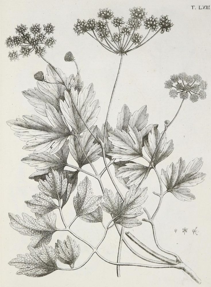 Große Abbildung Nr.2: 140-1766 Allioni,C.: (Botanik, Piemont)