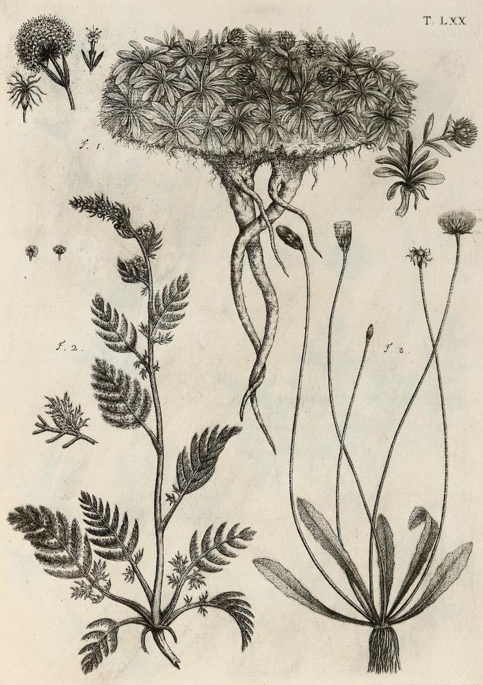 Große Abbildung Nr.21: 140-1766 Allioni,C.: (Botanik, Piemont)