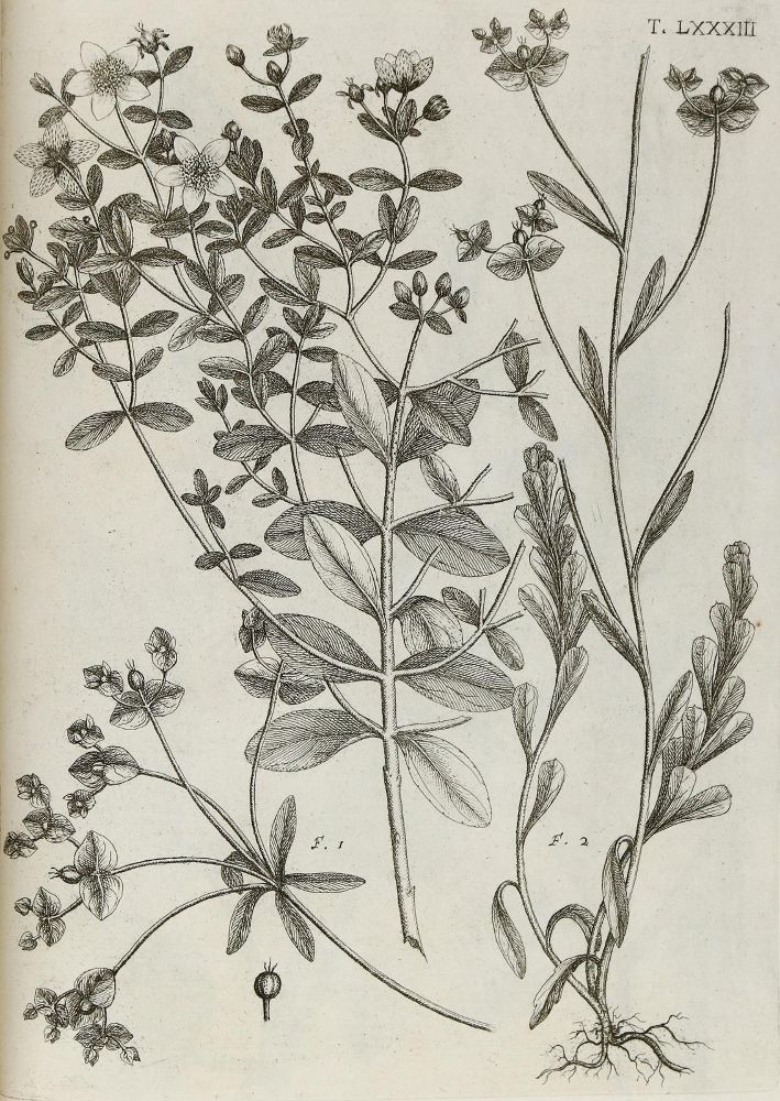 Große Abbildung Nr.22: 140-1766 Allioni,C.: (Botanik, Piemont)