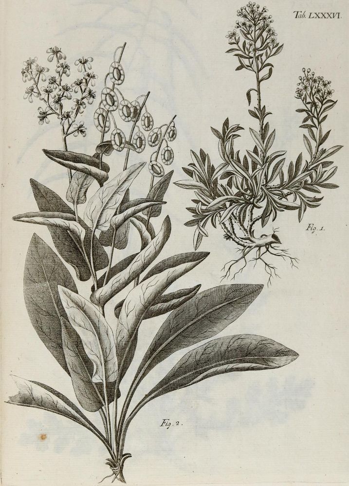 Große Abbildung Nr.23: 140-1766 Allioni,C.: (Botanik, Piemont)