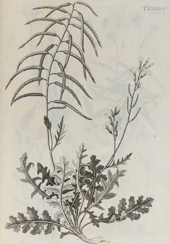 Große Abbildung Nr.24: 140-1766 Allioni,C.: (Botanik, Piemont)