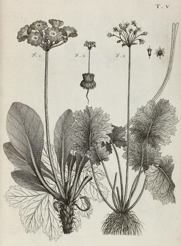Große Abbildung Nr.25: 140-1766 Allioni,C.: (Botanik, Piemont)