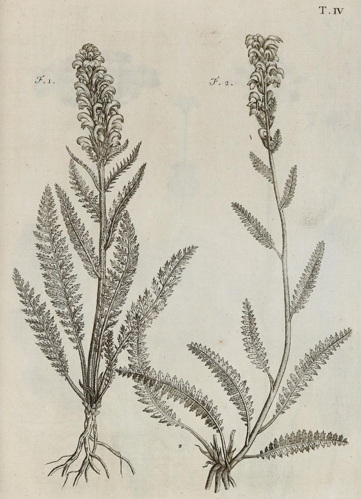 Große Abbildung Nr.26: 140-1766 Allioni,C.: (Botanik, Piemont)