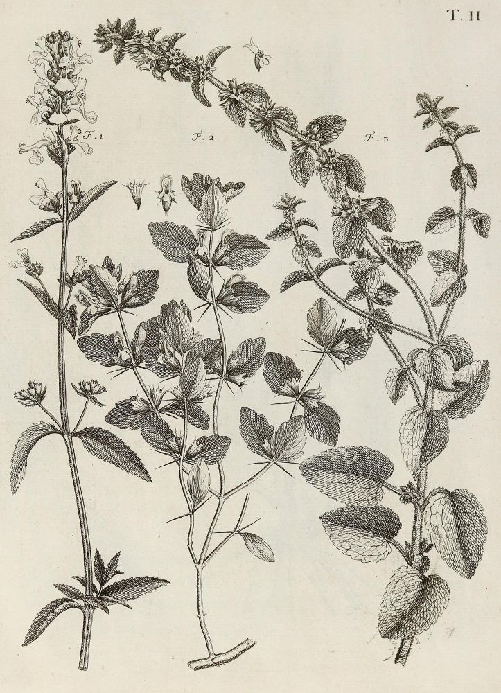 Große Abbildung Nr.27: 140-1766 Allioni,C.: (Botanik, Piemont)