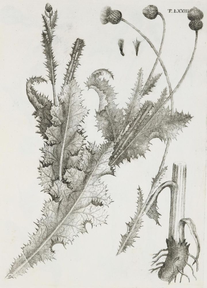 Große Abbildung Nr.3: 140-1766 Allioni,C.: (Botanik, Piemont)