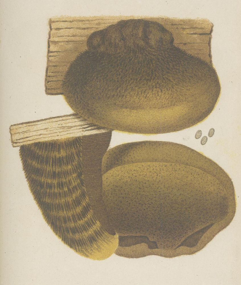 Große Abbildung Nr.2: 140-1767 Bresadola,J.: (Botanik, Pilze)