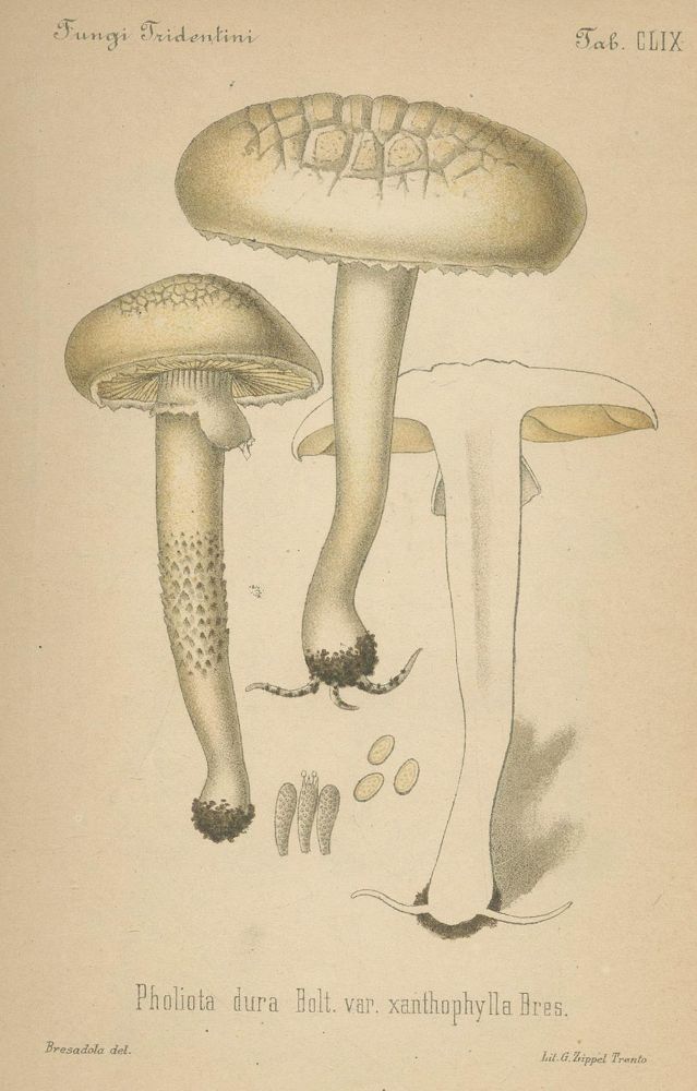 Große Abbildung Nr.3: 140-1767 Bresadola,J.: (Botanik, Pilze)