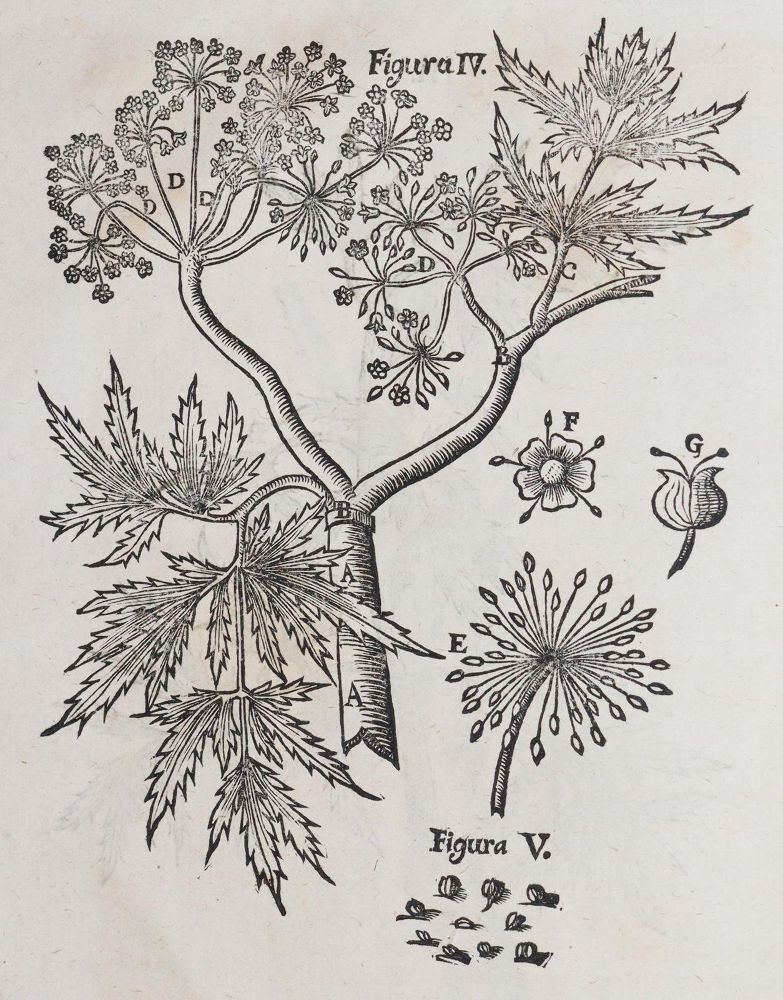 Große Abbildung Nr.2: 140-1768 Wepfer,J.J.: (Botanik, Pilze, Schierling)
