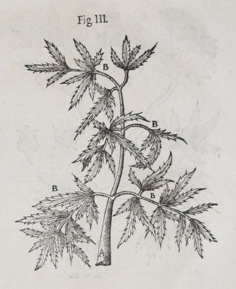 Große Abbildung Nr.3: 140-1768 Wepfer,J.J.: (Botanik, Pilze, Schierling)