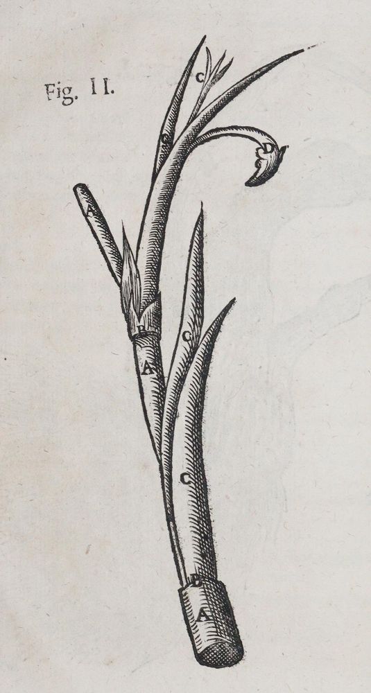 Große Abbildung Nr.4: 140-1768 Wepfer,J.J.: (Botanik, Pilze, Schierling)