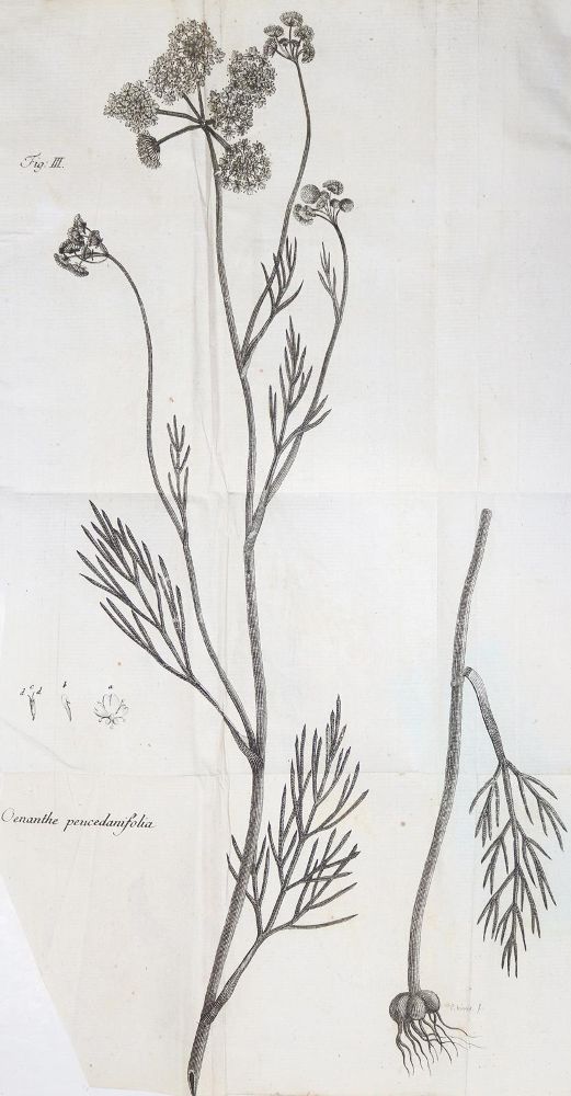 Große Abbildung Nr.1: 140-1769 Pollich,J.A.: (Botanik)