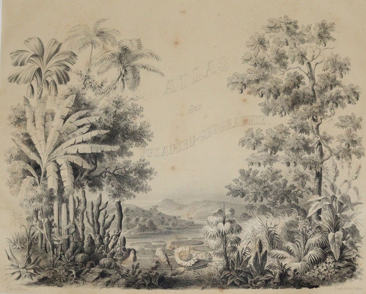 Große Abbildung Nr.2: 140-1770 Rudolph,L.: (Botanik)