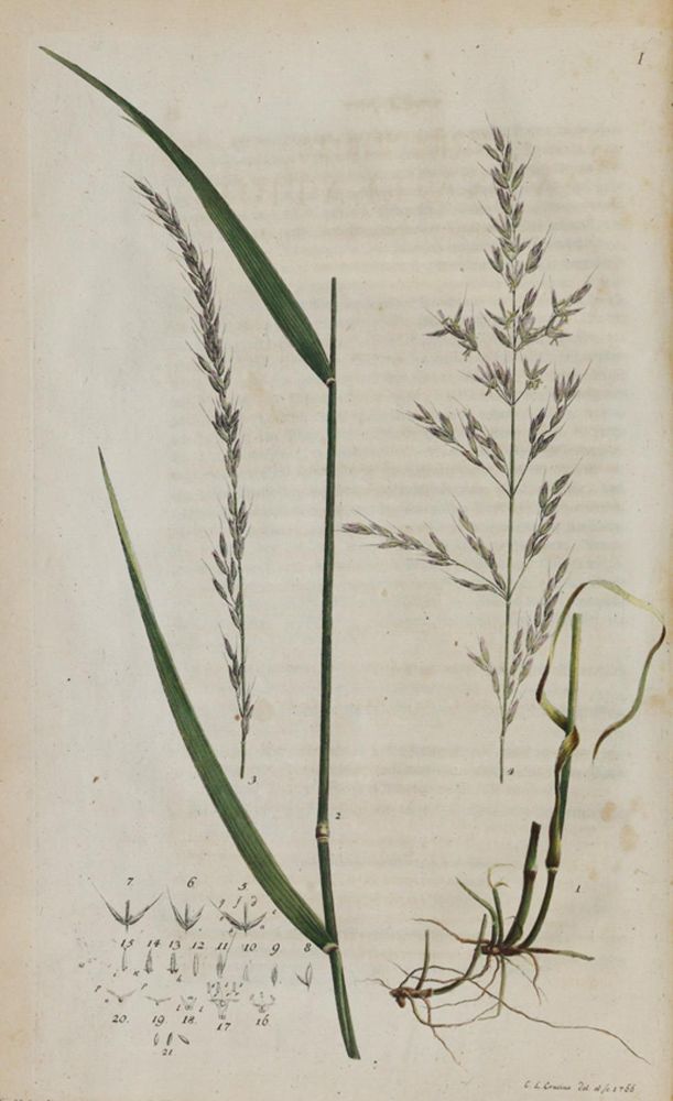 Große Abbildung Nr.3: 140-1771 Schreber,J.C.D.: (Botanik)