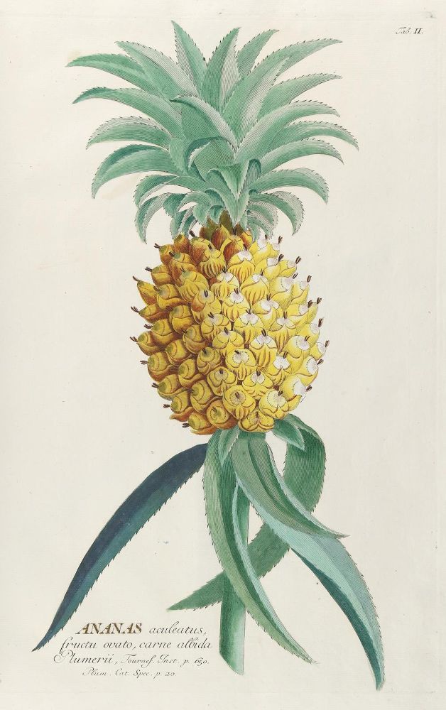 Große Abbildung Nr.1: 140-1774 Trew,Ch.J. (Botanik)