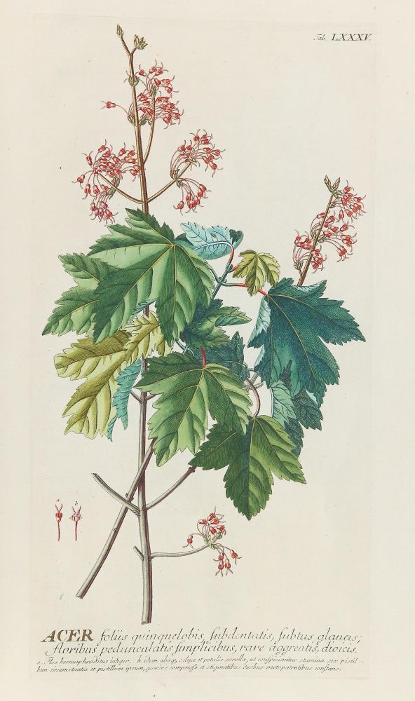 Große Abbildung Nr.9: 140-1774 Trew,Ch.J. (Botanik)