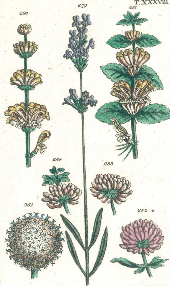 Große Abbildung Nr.3: 140-1777 (Wilhelm,G.T.).: (Botanik)