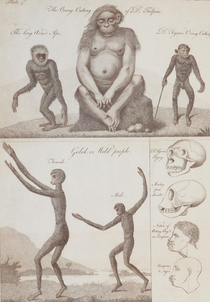 Große Abbildung Nr.3: 140-1781 White,C.: (Medizin, Anthropologie)