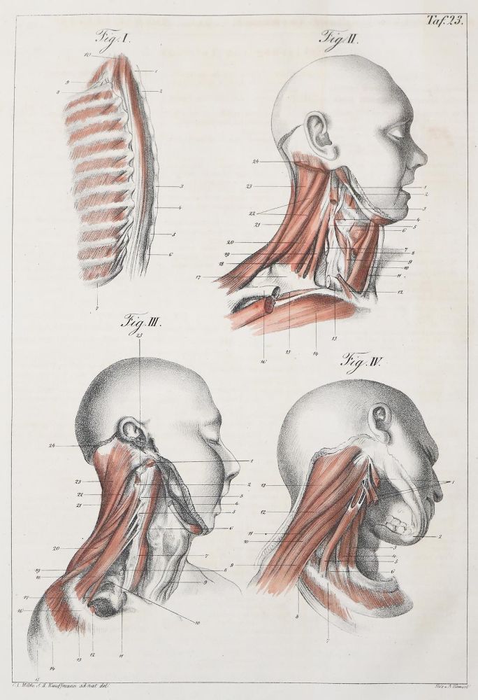 Große Abbildung Nr.1: 140-1792 Günther,G.B.: (Medizin, Chirurgie)