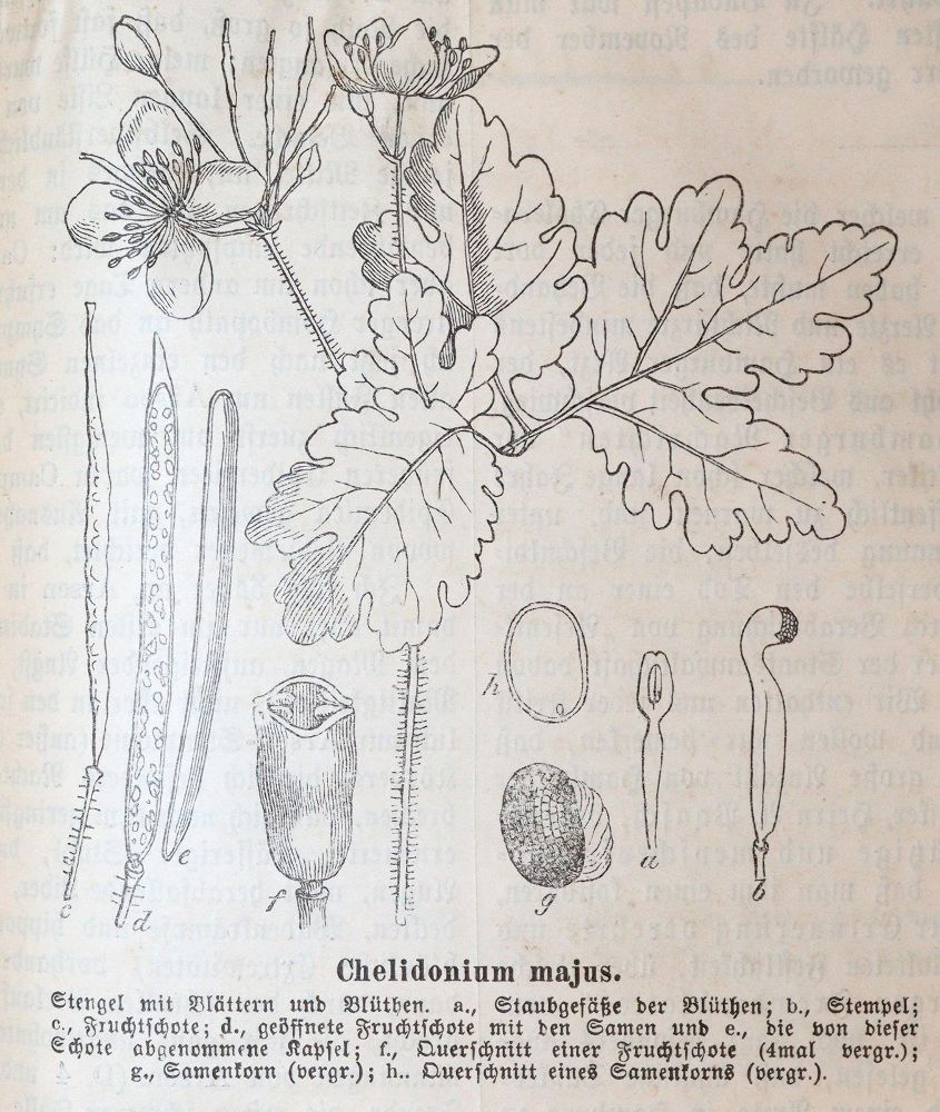 Große Abbildung Nr.2: 140-1817 Hahnemann,S.: (Medizin, Homöopathie)