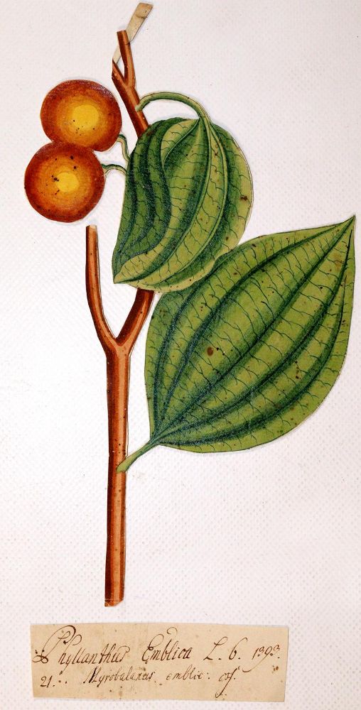 Große Abbildung Nr.2: 140-1846 Spielmann,J.R.: (Medizin, Pharmazie)