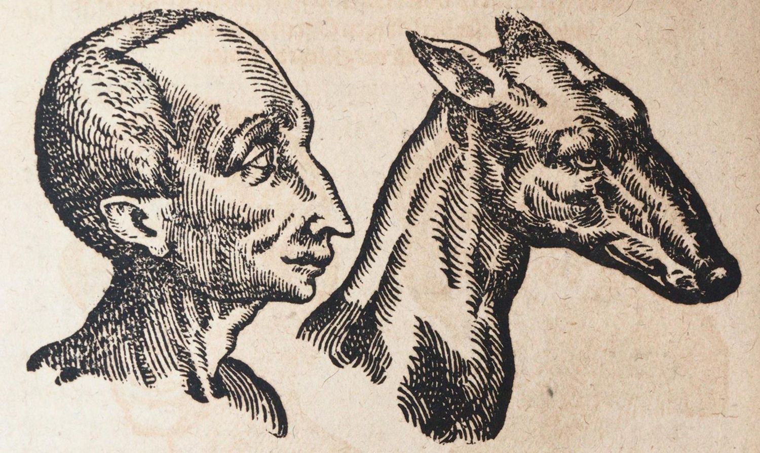 Große Abbildung Nr.2: 140-1848 Porta,G.B.della.: (Medizin)