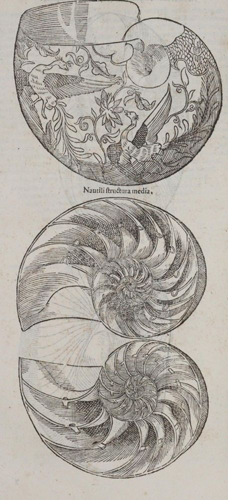 Große Abbildung Nr.2: 140-1883 Aldrovandi,U.: (Zoologie)