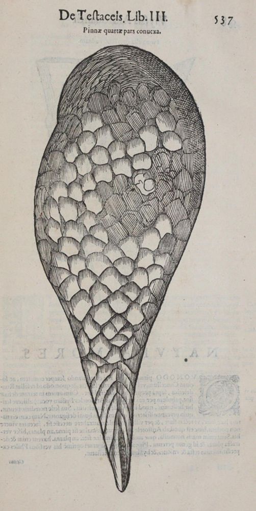 Große Abbildung Nr.3: 140-1883 Aldrovandi,U.: (Zoologie)