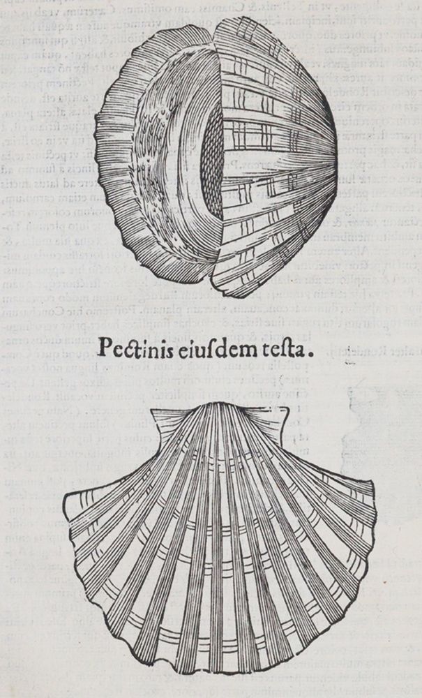Große Abbildung Nr.4: 140-1883 Aldrovandi,U.: (Zoologie)