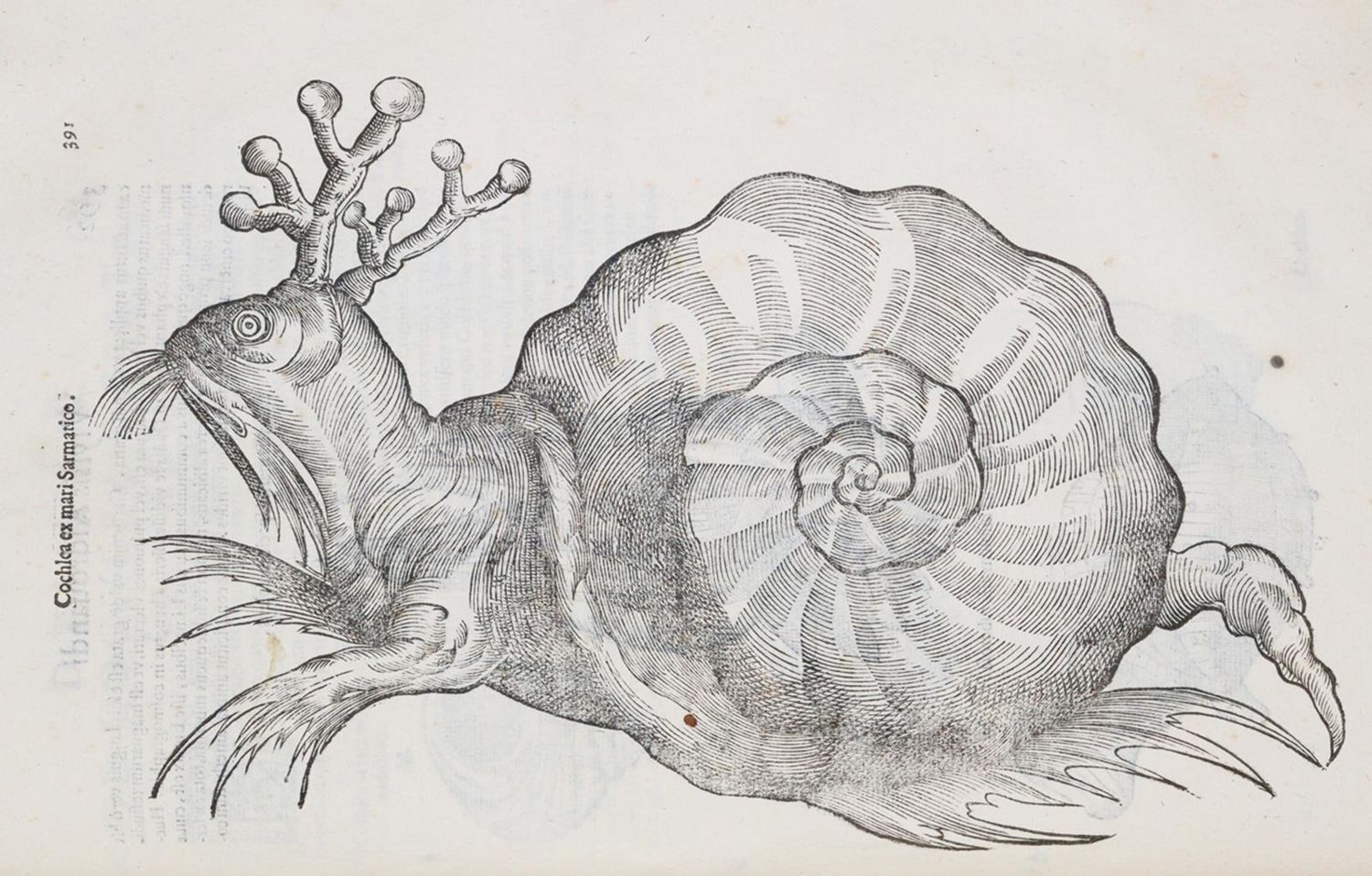 Große Abbildung Nr.5: 140-1883 Aldrovandi,U.: (Zoologie)