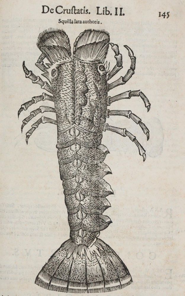 Große Abbildung Nr.6: 140-1883 Aldrovandi,U.: (Zoologie)