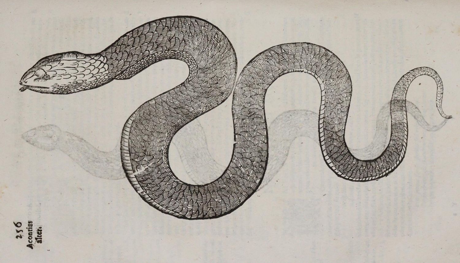 Große Abbildung Nr.3: 140-1884 Aldrovandi,U.: (Zoologie)