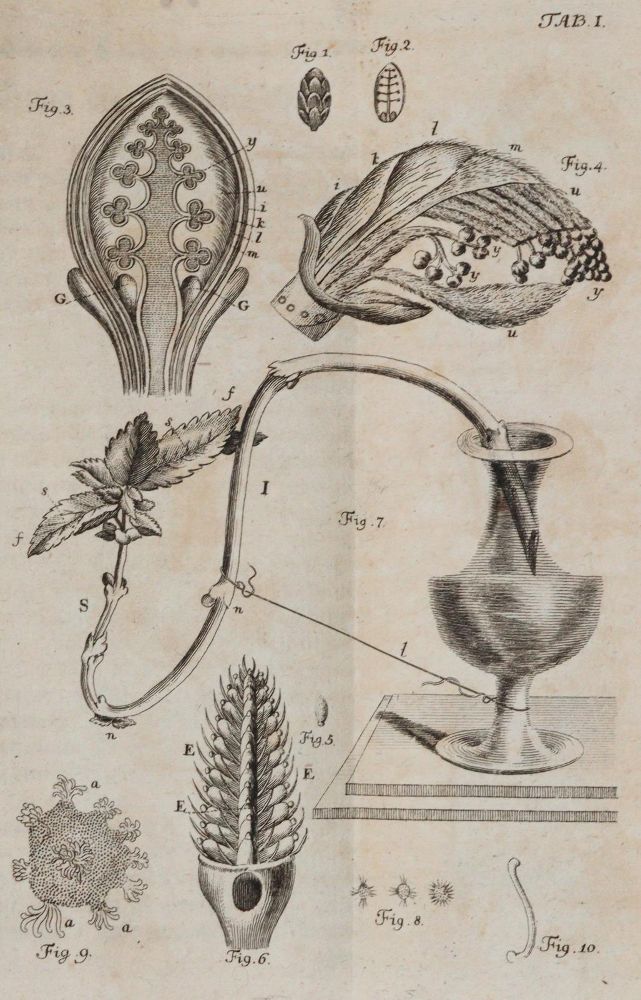 Große Abbildung Nr.3: 140-1887 Bonnet,C.: (Zoologie)