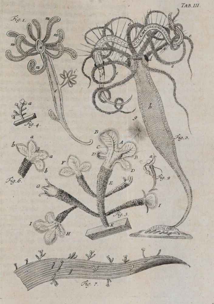Große Abbildung Nr.4: 140-1887 Bonnet,C.: (Zoologie)