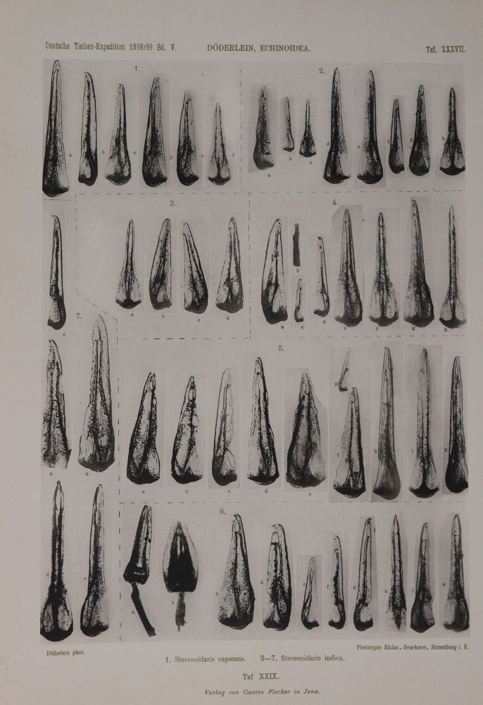 Große Abbildung Nr.3: 140-1892 Döderlein,L.: (Zoologie)