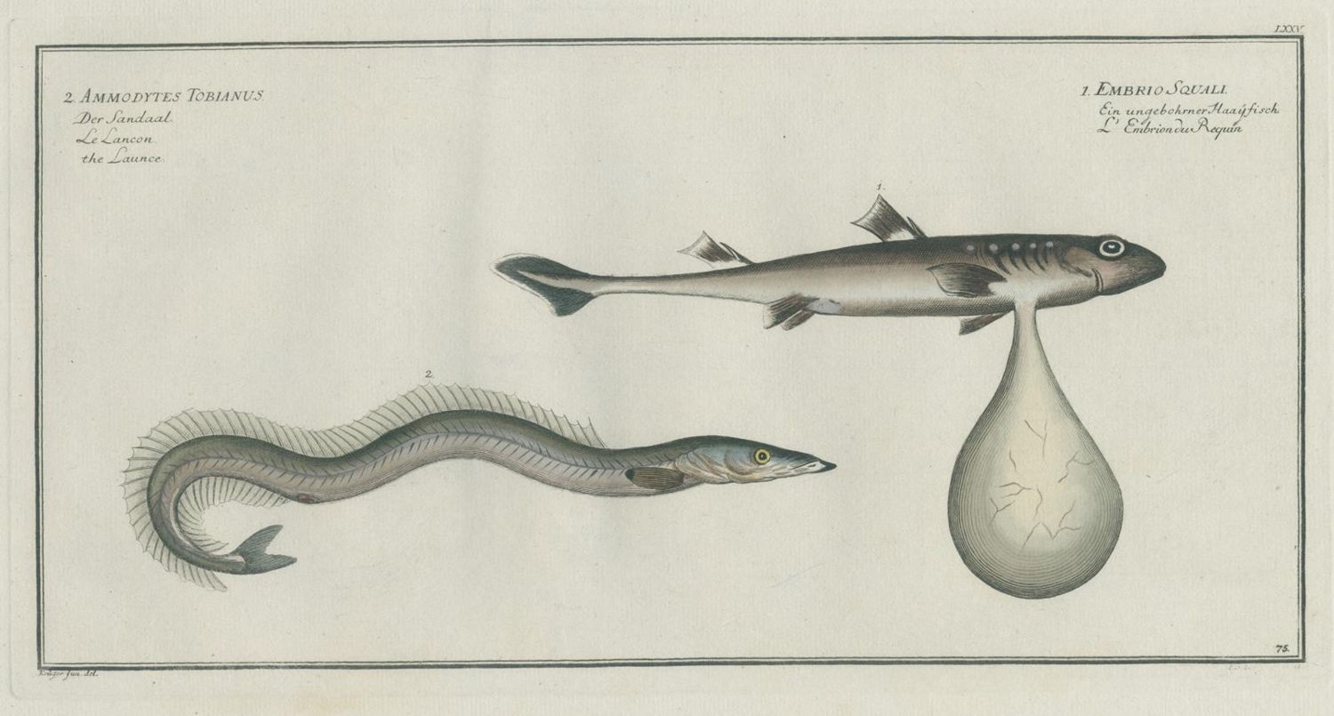 Große Abbildung Nr.3: 140-1893 Bloch,M.E.: (Zoologie, Fische)