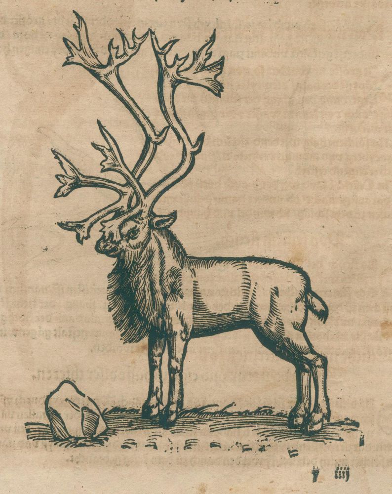 Große Abbildung Nr.4: 140-1895 Gesner,K.: (Zoologie)