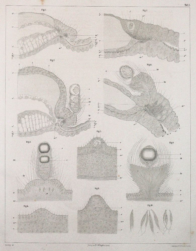 Große Abbildung Nr.2: 140-1896 Hertwig,O. u. R.Hertwig.: (Zoologie)