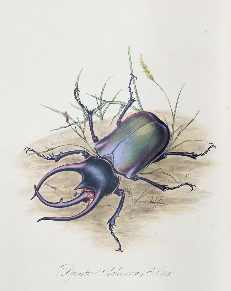 Große Abbildung Nr.1: 140-1900 Donovan,E.: (Zoologie, Insekten)