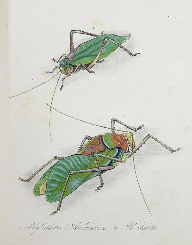 Große Abbildung Nr.2: 140-1900 Donovan,E.: (Zoologie, Insekten)