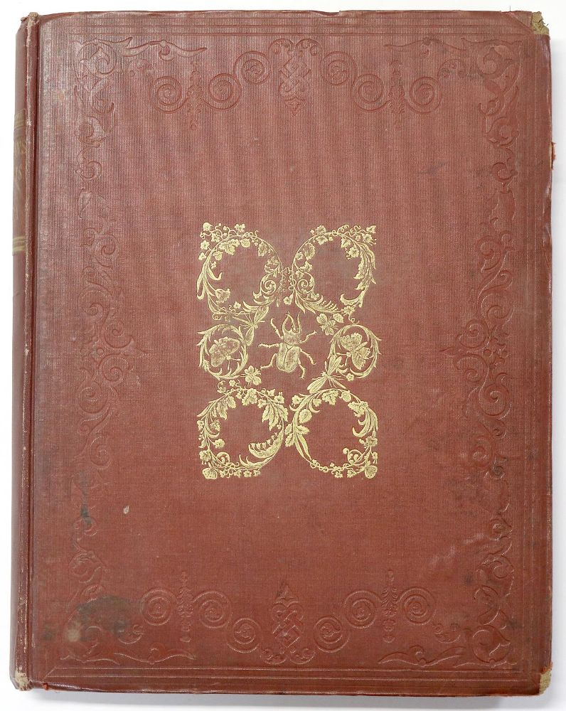 Große Abbildung Nr.4: 140-1900 Donovan,E.: (Zoologie, Insekten)