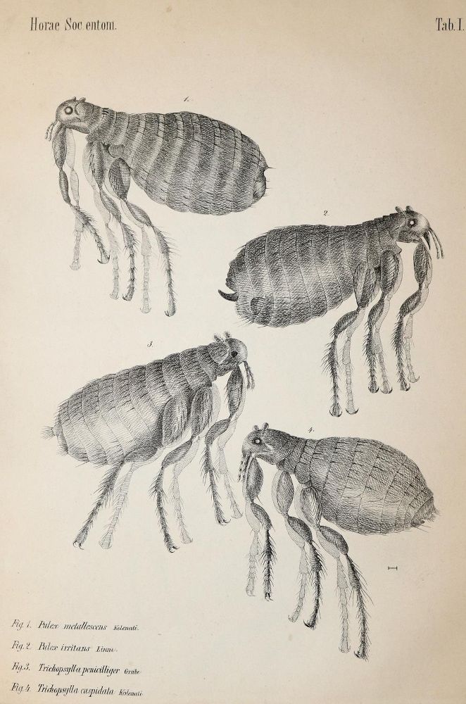 Große Abbildung Nr.2: 140-1902 Kolenati,F.A.: (Zoologie, Insekten)