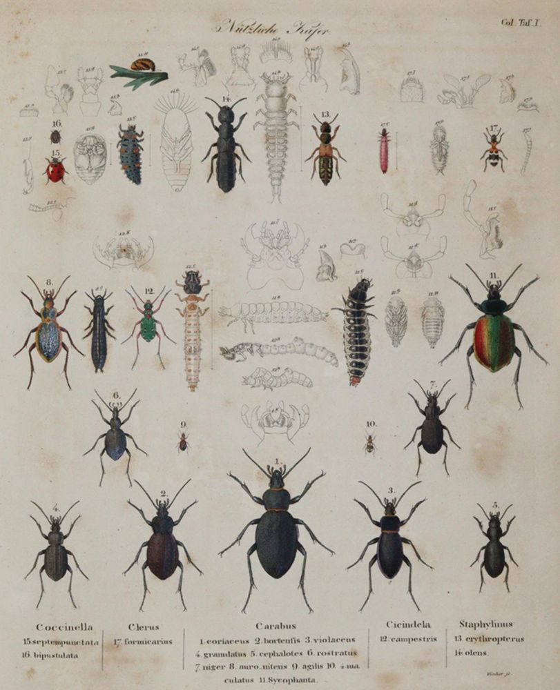 Große Abbildung Nr.2: 140-1903 Ratzeburg,J.T.C.: (Zoologie, Insekten)