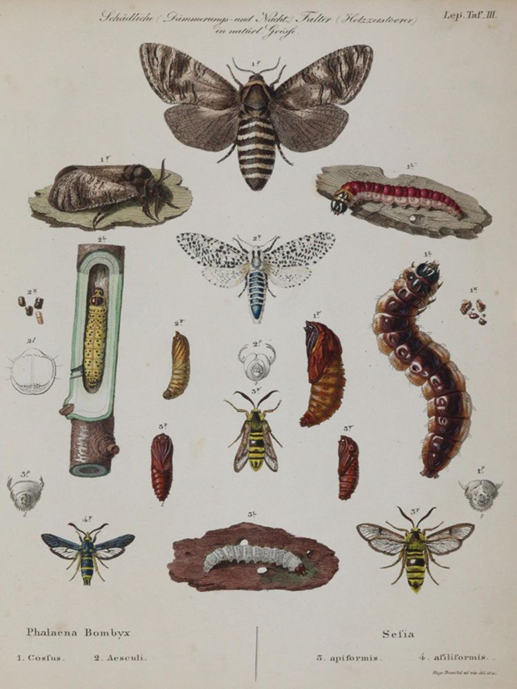Große Abbildung Nr.3: 140-1903 Ratzeburg,J.T.C.: (Zoologie, Insekten)